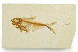 Fossil Fish (Diplomystus) - Wyoming #355655-1
